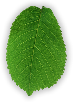 leaf-clean-2